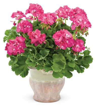 pelargonium-rosita-