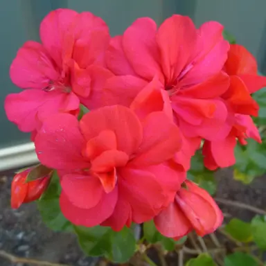 pelargonium-sally-