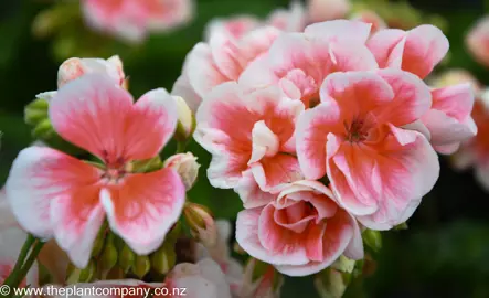 pelargonium-salmon-queen--1