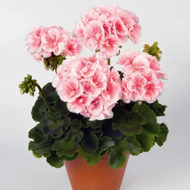 pelargonium-salmon-queen-