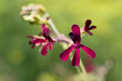 pelargonium-sidoides-