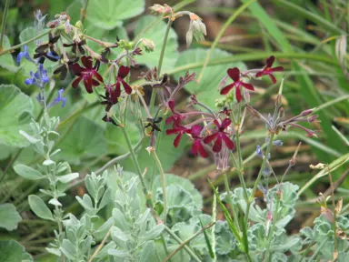 pelargonium-sidoides-1