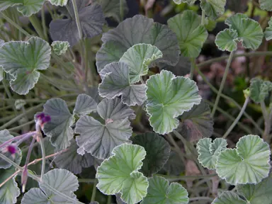 pelargonium-sidoides-2