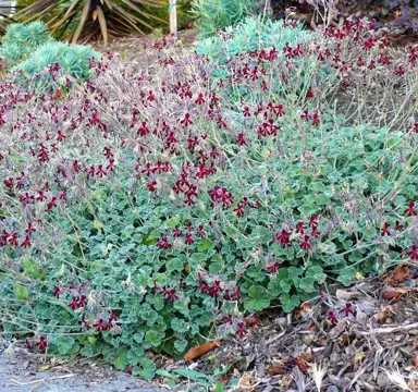 pelargonium-sidoides-3