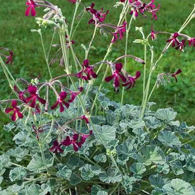 pelargonium-sidoides-4