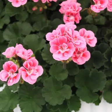 pelargonium-spanish-wine-rose-