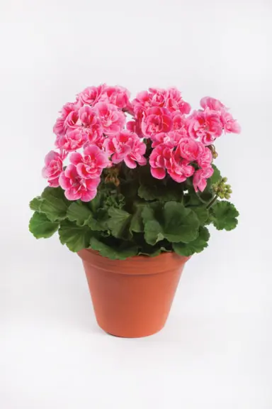 pelargonium-spanish-wine-rose-1