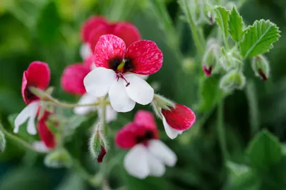 Pelargonium Splendide pink and white flowers.