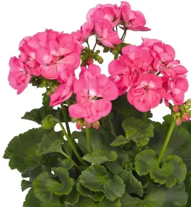 Pelargonium Summer Idols plant with pink flowers.