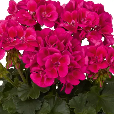 Pelargonium Texmex plant with dark pink flowers.