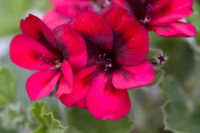 Pelargonium 'Voodoo' dark red flowers.