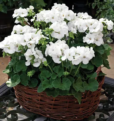 pelargonium-white-