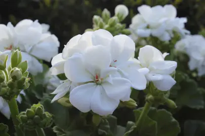 pelargonium-white-1