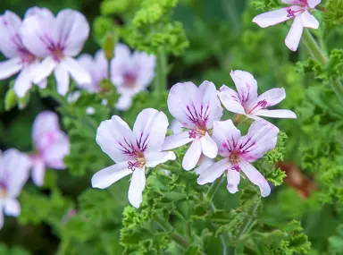 pelargonium-crispum-