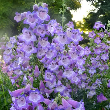 Penstemon Cha Cha Lavender plants with masses of flowers.