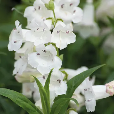 penstemon-snowstorm--1