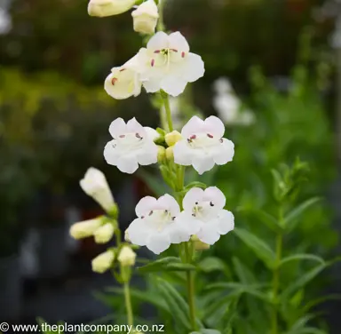 penstemon-snowstorm--2