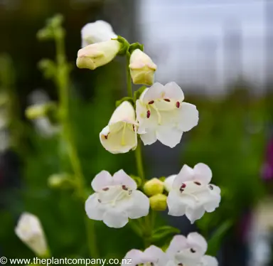 penstemon-snowstorm--3