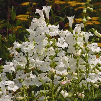 penstemon-snowstorm-