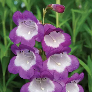 Penstemon Vanilla Plum plant.