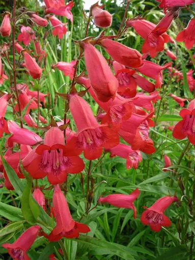 penstemon-firebird-