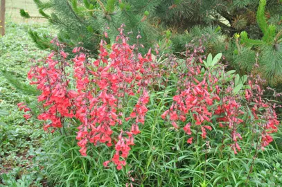 penstemon-firebird-1