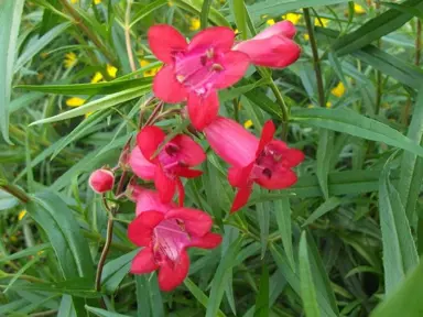 penstemon-firebird-2