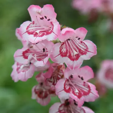 penstemon-hidcote-pink-