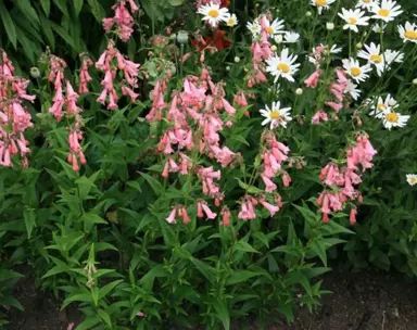 penstemon-hidcote-pink-1