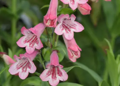 penstemon-hidcote-pink-2