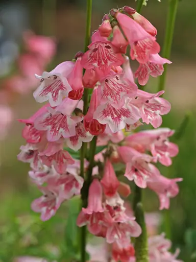 penstemon-hidcote-pink-4