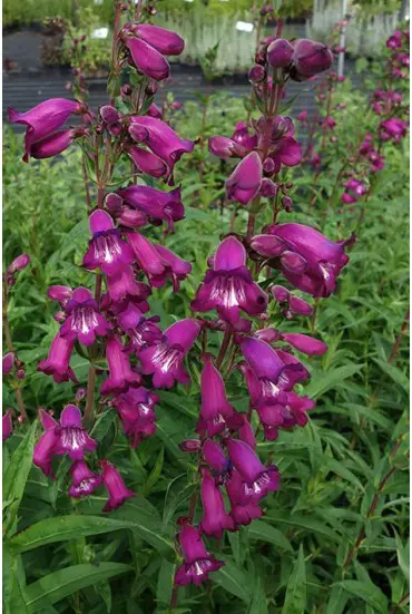 penstemon-papal-purple-1