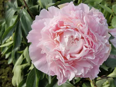 peony-chiffon-parfait--1