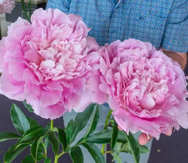 peony-dinner-plate-