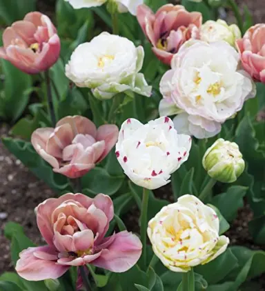 tulip-peony-collection-2