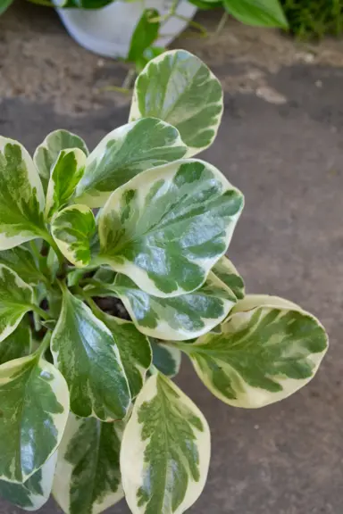 peperomia-albo-marginata-