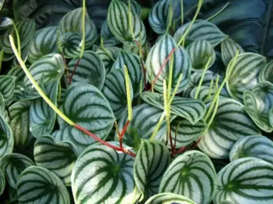 peperomia-watermelon-