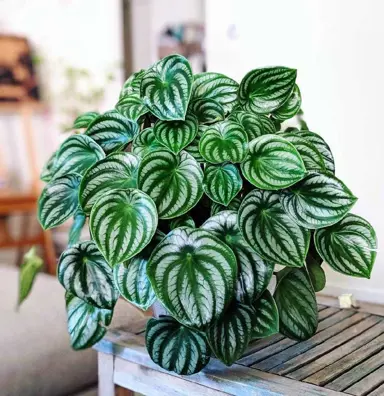 peperomia-watermelon-1