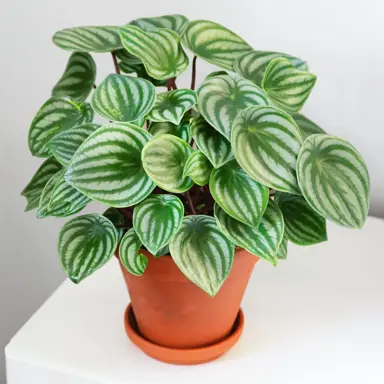 peperomia-watermelon-2