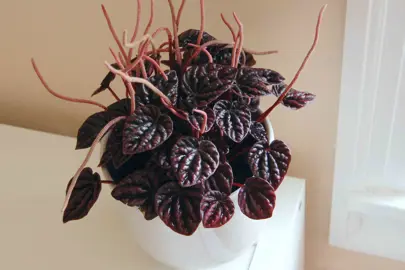 Peperomia Burgundy indoor plant.