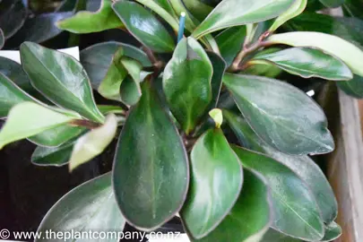 peperomia-clusiifolia-