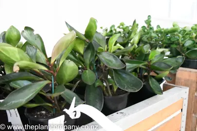 peperomia-clusiifolia-1