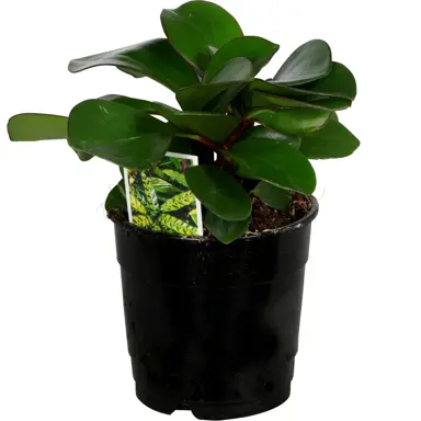 Peperomia 'Emerald' plant with lush green leaves.