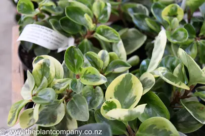 peperomia-magnoliifolia-variegata-