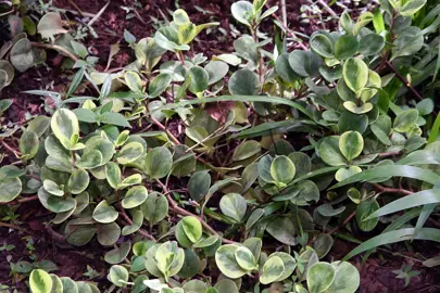 peperomia-magnoliifolia-variegata-1