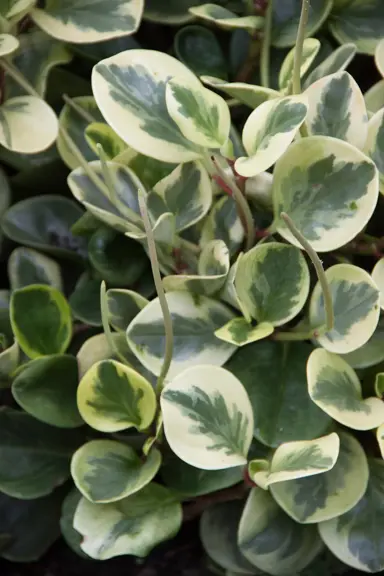 peperomia-magnoliifolia-variegata-2