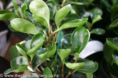 peperomia-magnoliifolia-