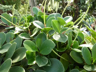 peperomia-magnoliifolia-2