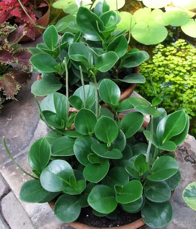 Peperomia obtusifolia plant with lush green foliage.