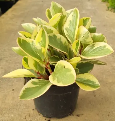 Peperomia optipan bicolor plant.